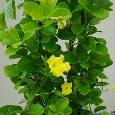 Mandevilla (Rocktrumpet Plant)
